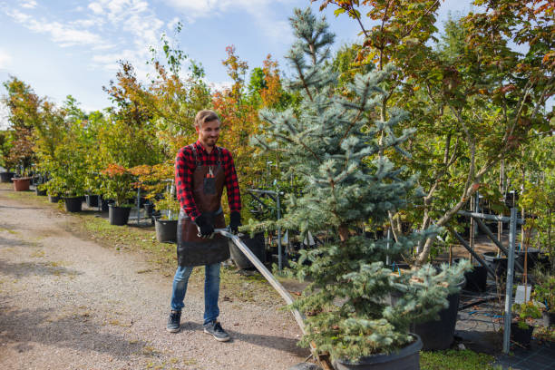 The Steps Involved in Our Tree Care Process in Watervliet, NY